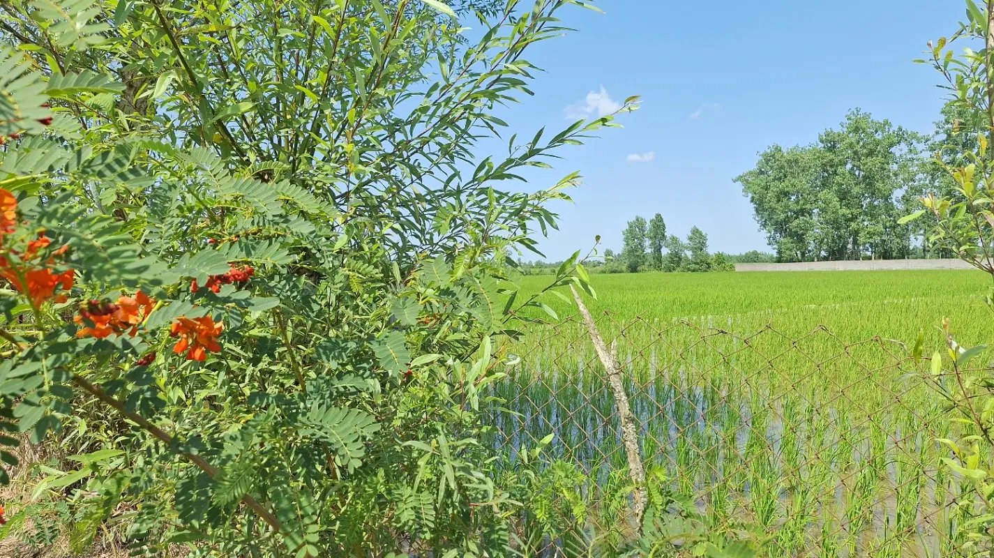 زمین زراعی
