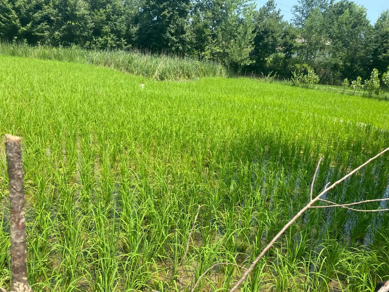 شالیزار ۲۲۵۰ متر_مناسب زمین کشاورزی و استخر