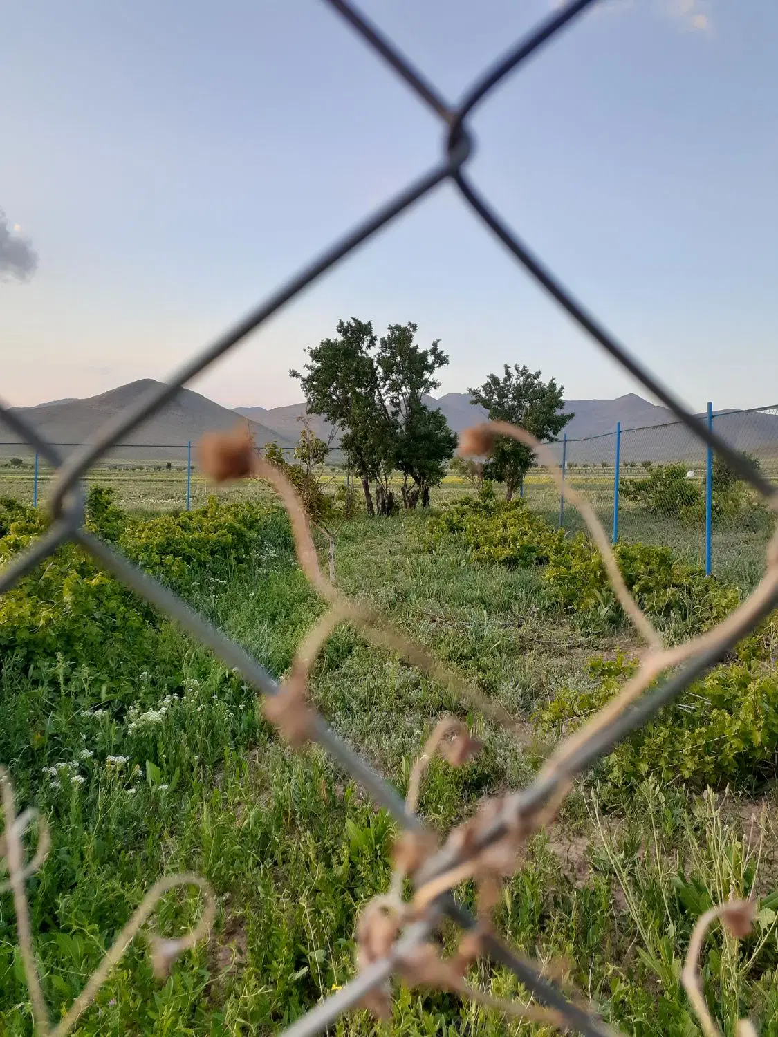 زمین باغی ۵۰۰ متری در منطقه گردشگری عقیل آباد