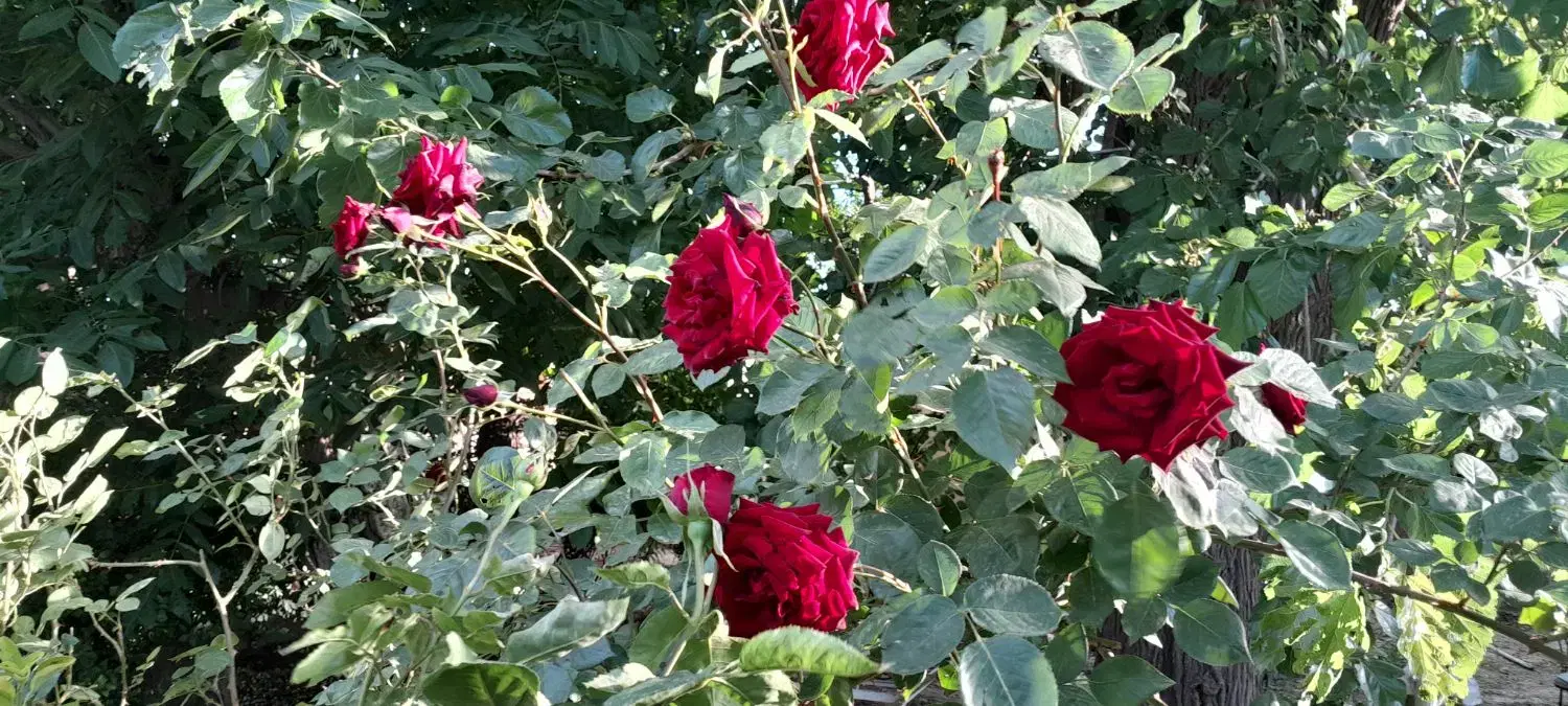 مشارکت جهت احداث سفره خانه و باغ رستوران