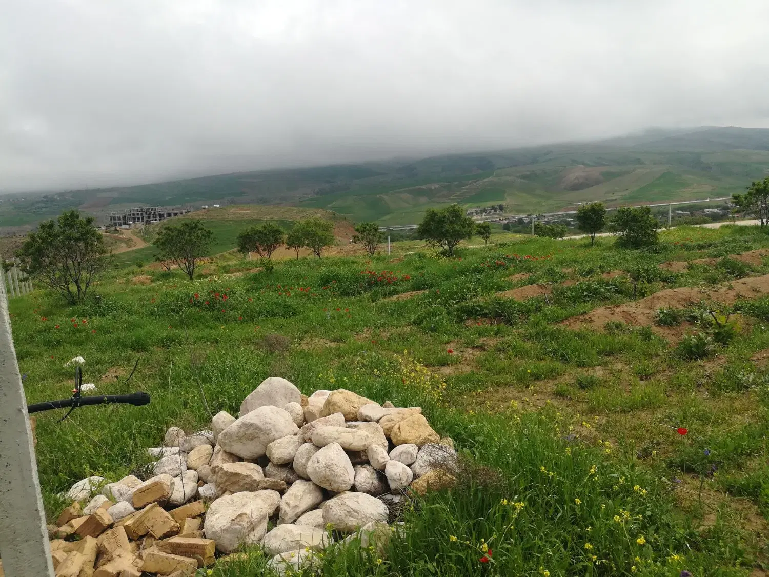 باغ انگور سیاه حاشیه جاده قدیم