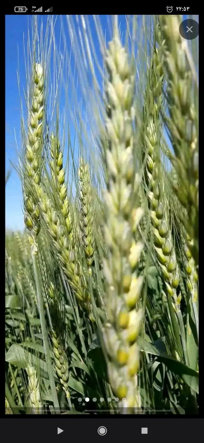 اجاره زمین کشاورزی