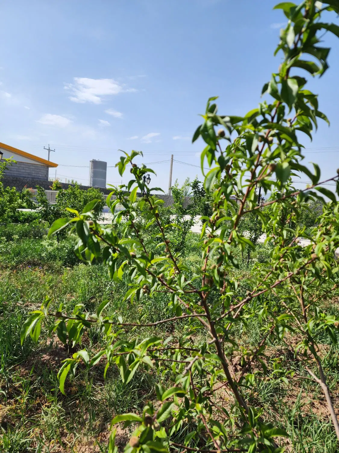 قطعه زمین بر خیابان مناسب برای قطعه بندی