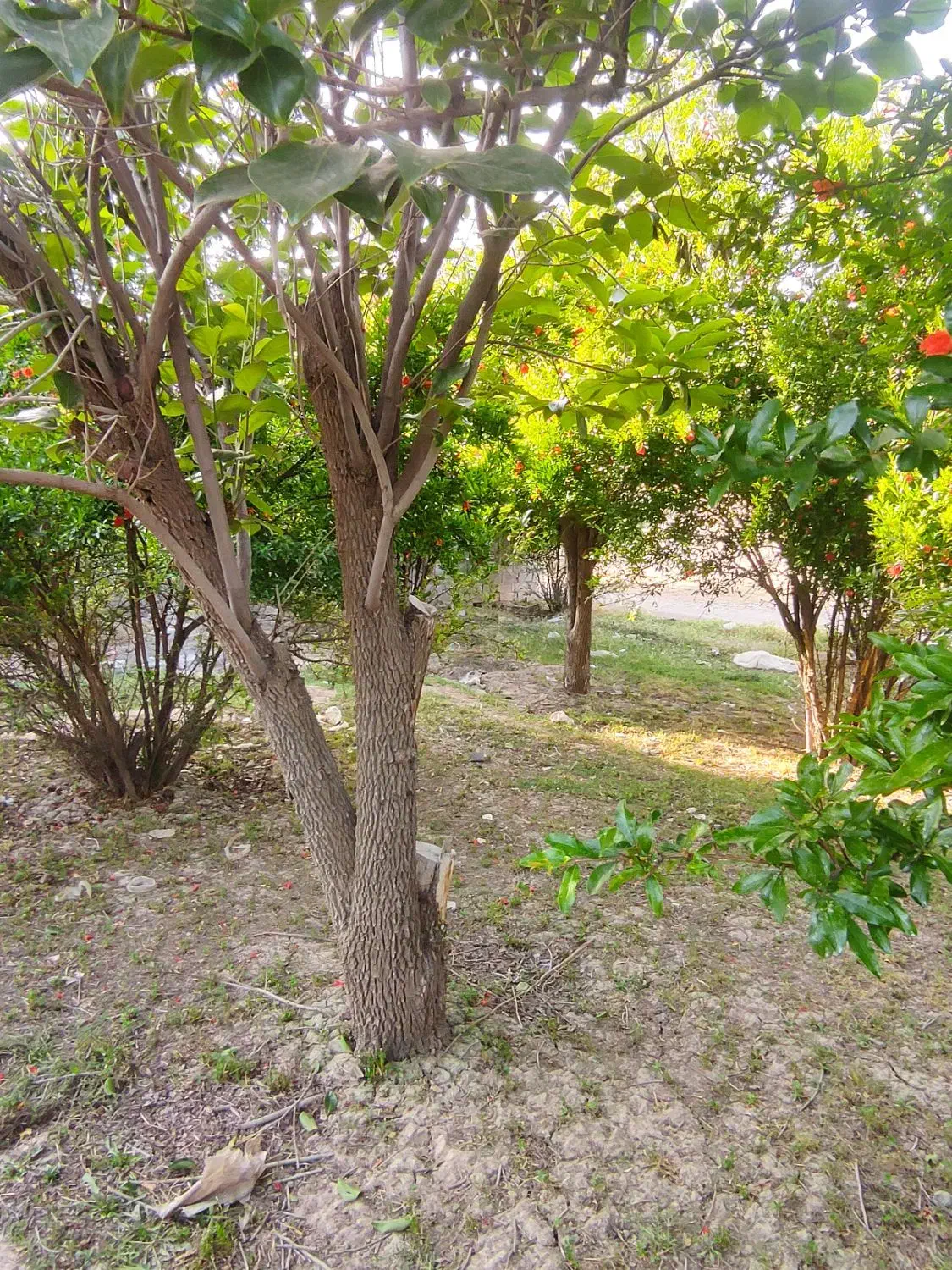 باغچه با سند تک برگ