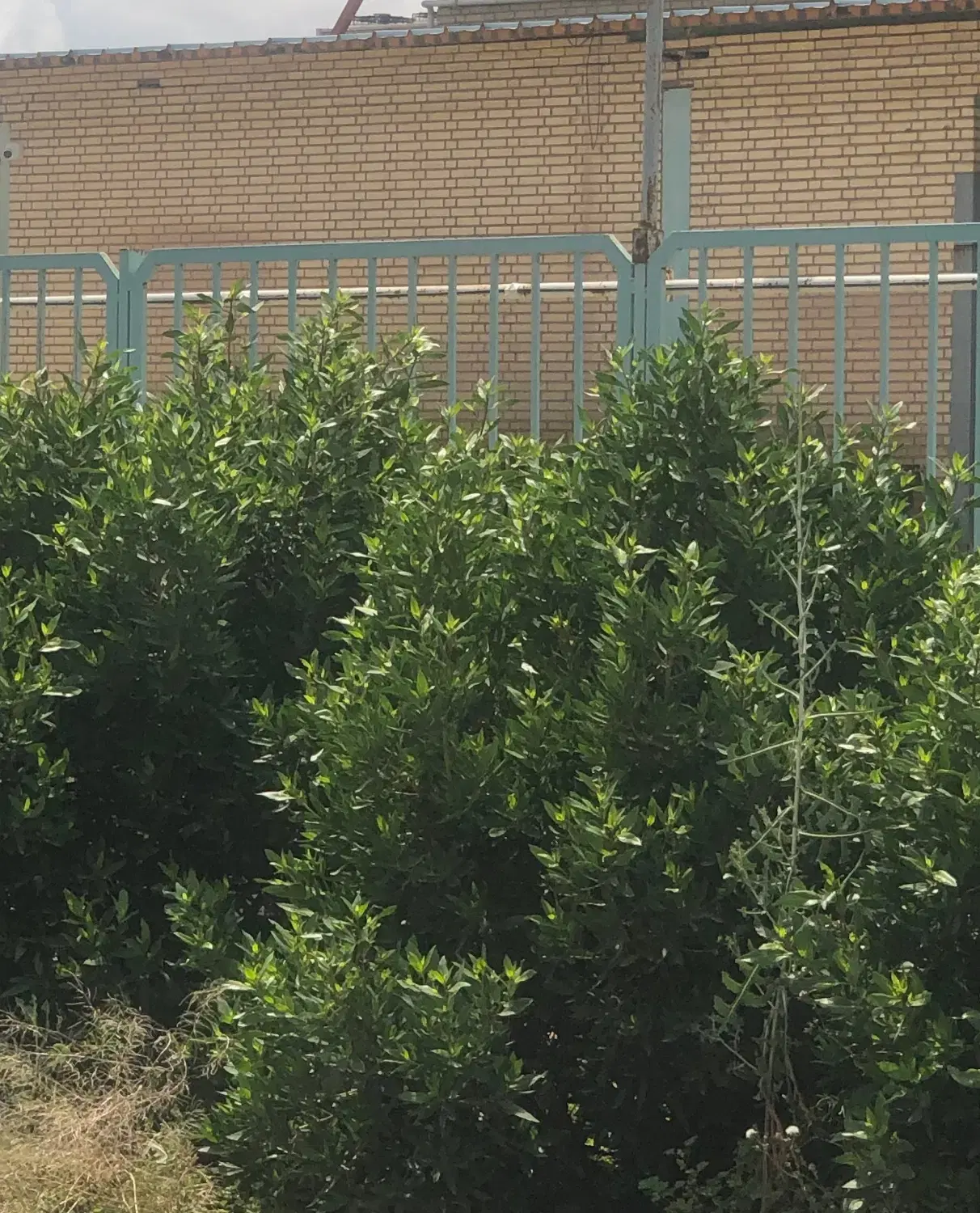 ۲۰۰ متر از فضای سوله شهرک صنعتی