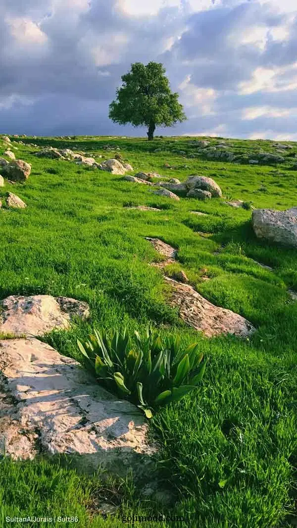 زمین دهکده گلها