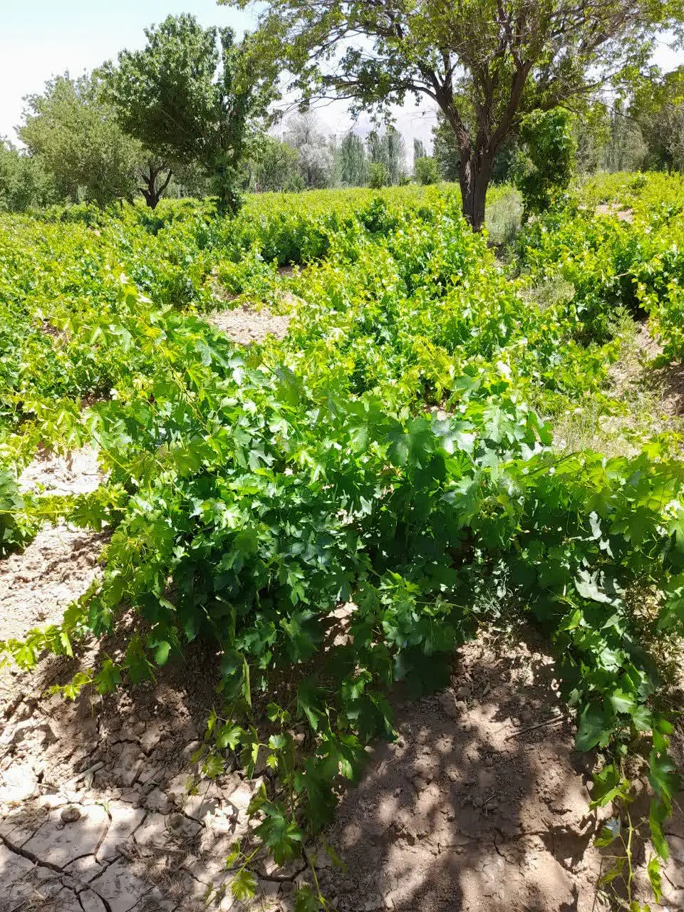 باغ مو