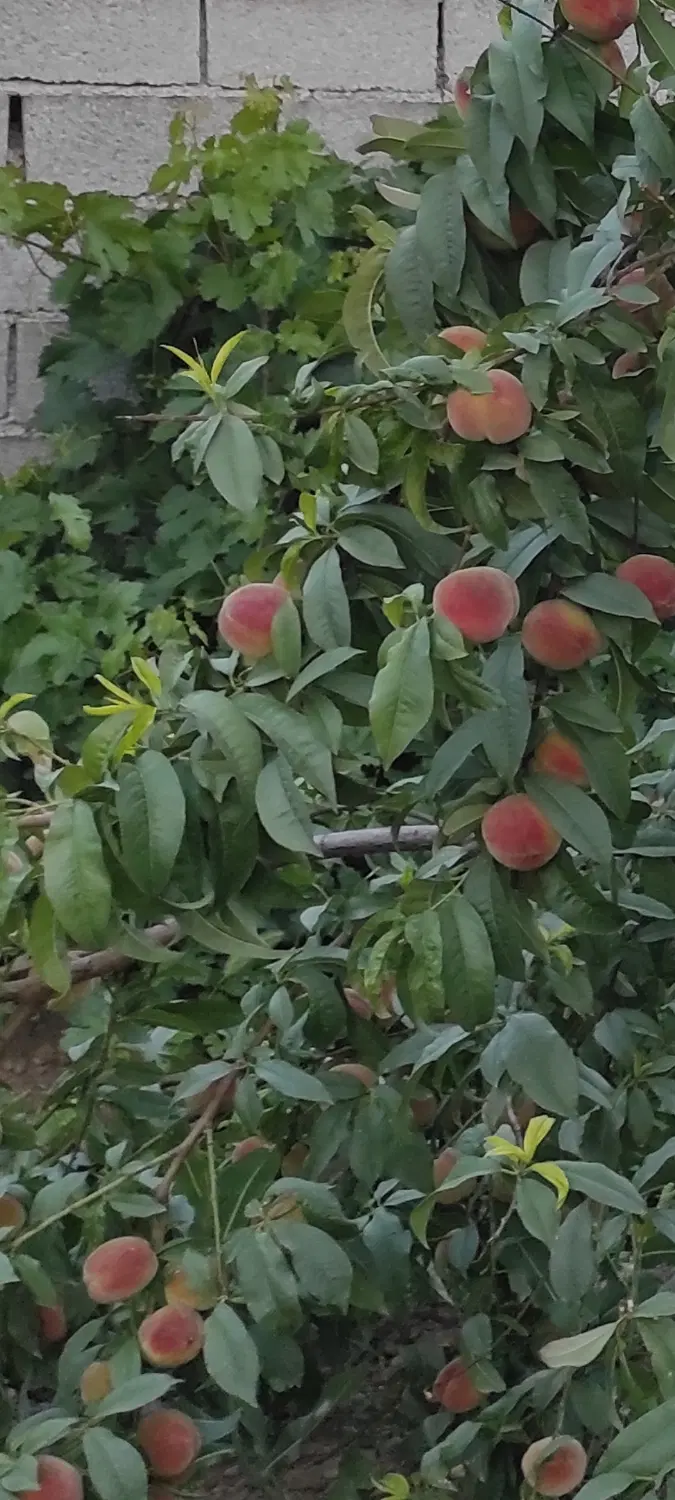 باغ ۸۰۰ متری