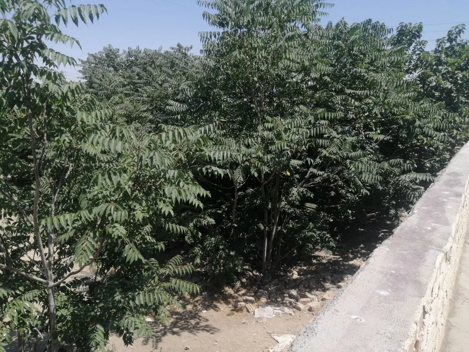 زمین تجاری حاشیه جاده شاندیز