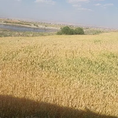فروش زمین کشاورزی با آب کافی