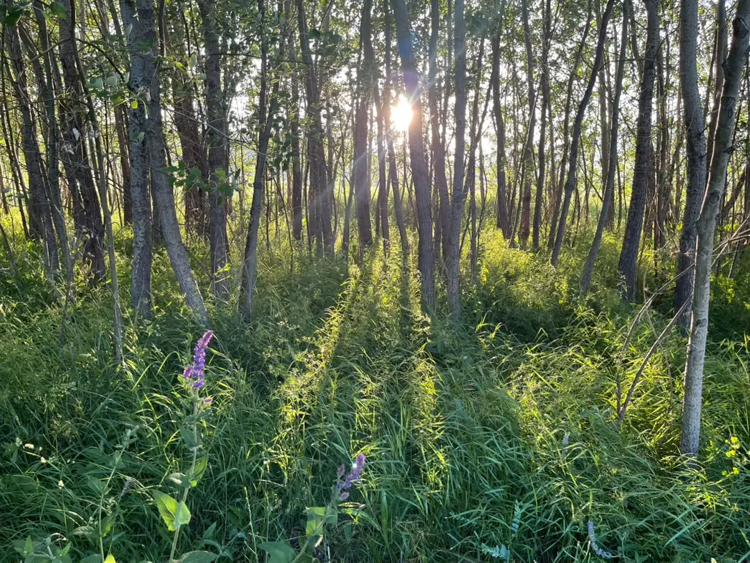 زمین باغی و کشاورزی در روستای سرند