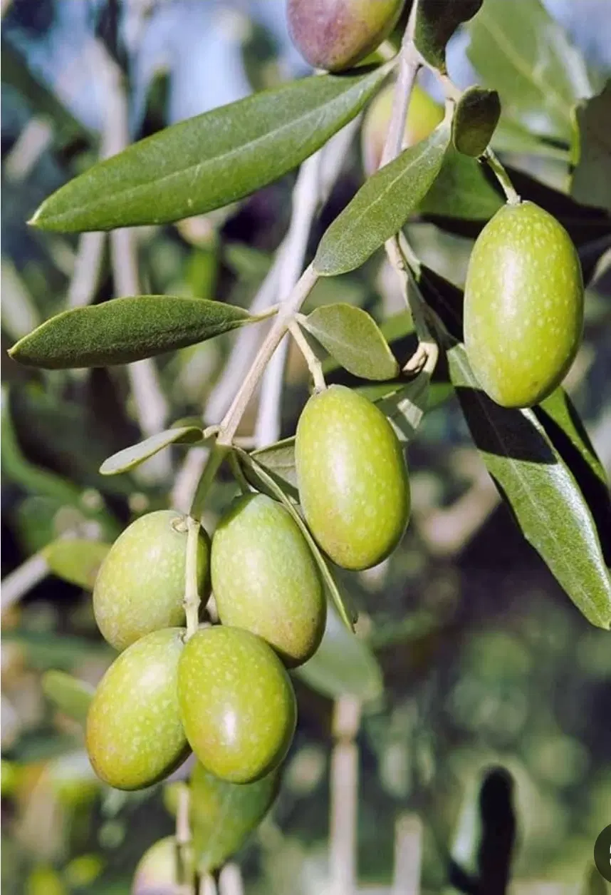 باغ تلاش طارم(کارکنان جهاد)