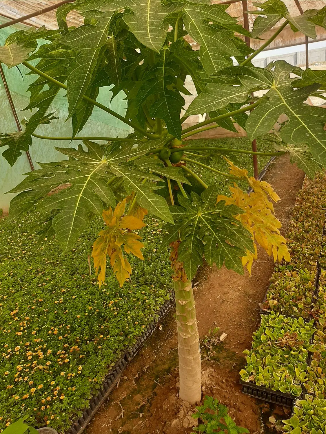 گلخانه طرح چوبی ،فروشی
