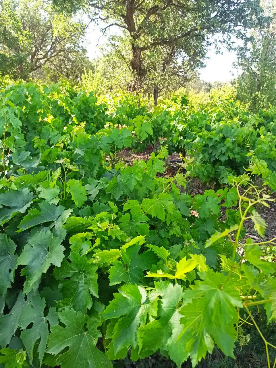 باغ روستای گردشگری توریستی کریک