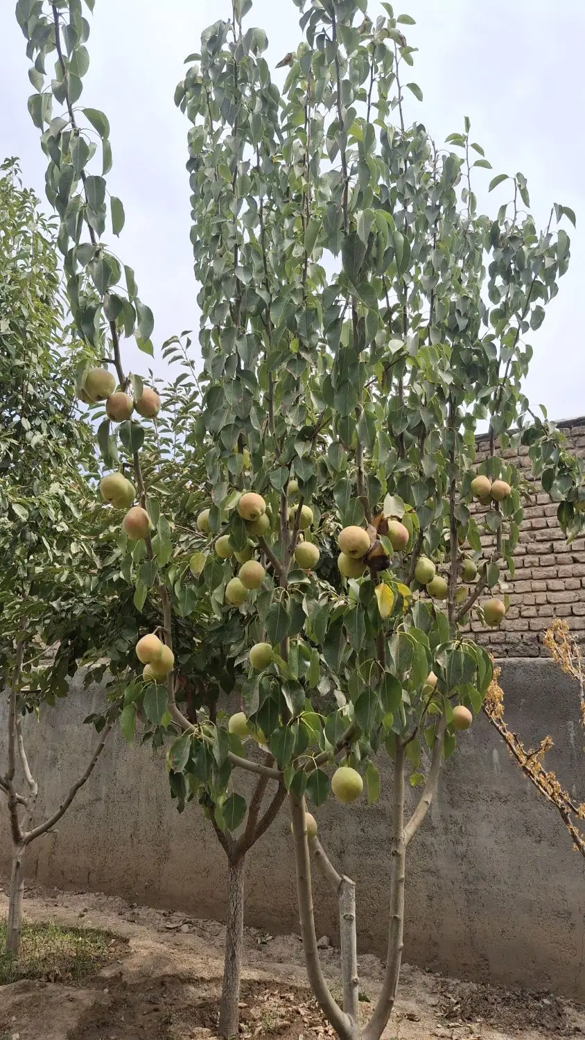 روستای خوش اب وهوای شلمزار