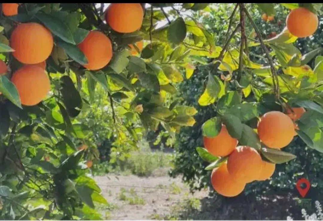 ۶۰۰مترباغچه درخت بزرگ سر جاده اصلی