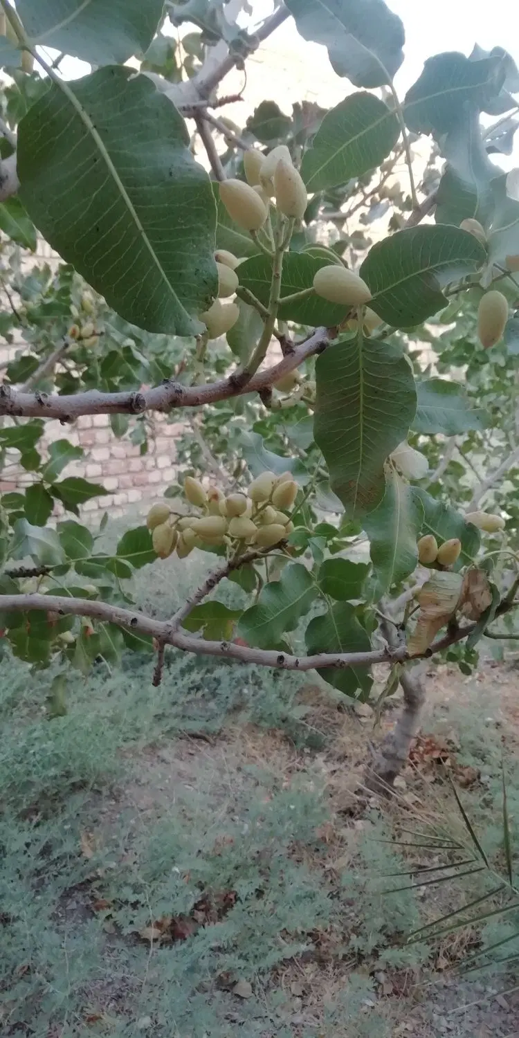 فروش خانه باغ درروستا