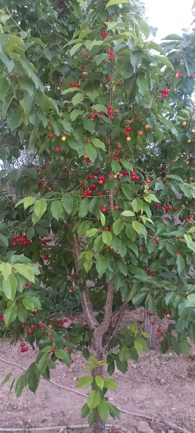 چند تکه زمین کشاورزی