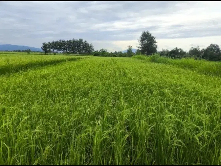 زمین کشاورزی در روستای علیکلایه