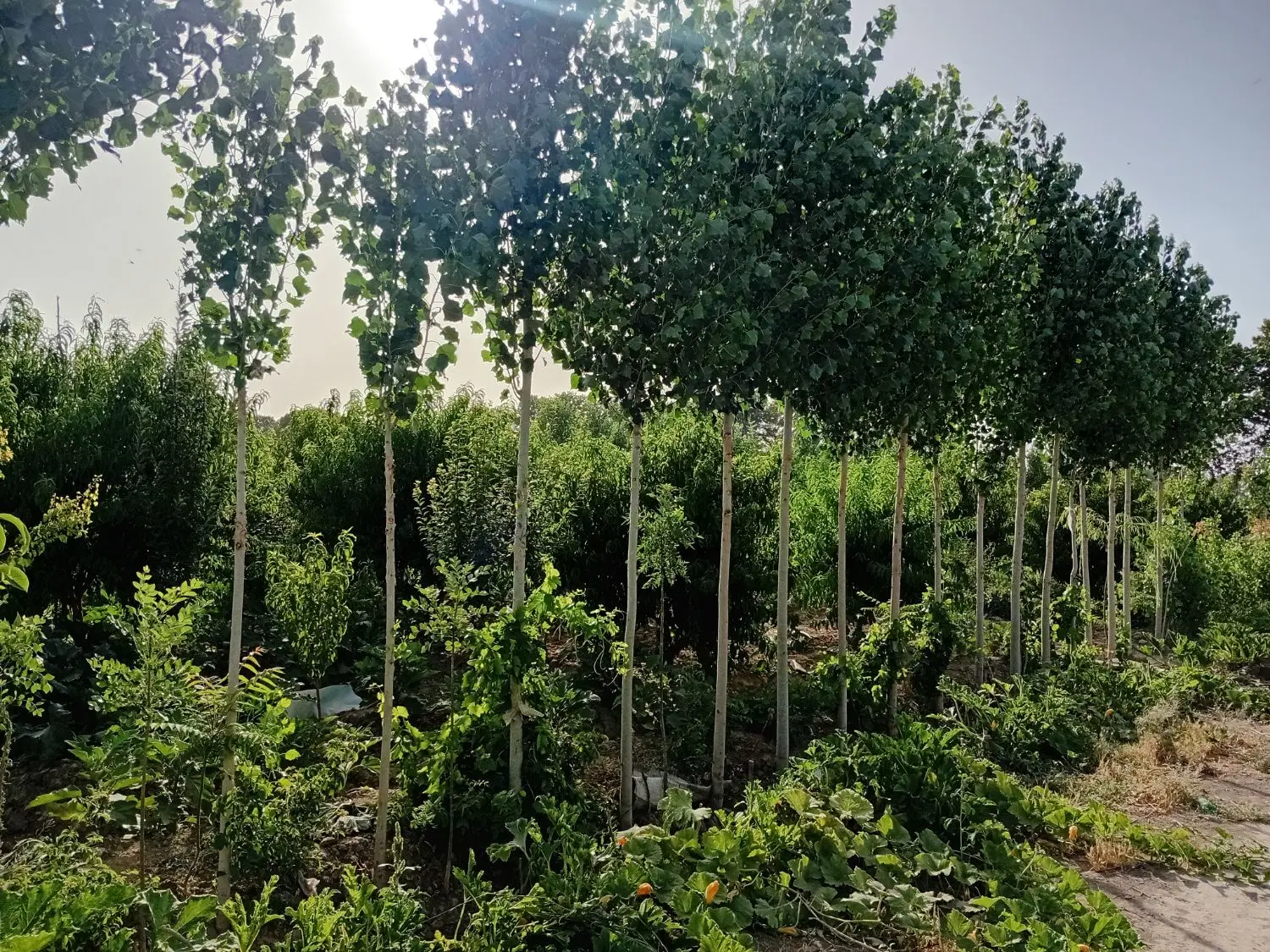 باغچه ۵۱۰ متری با سند مادر