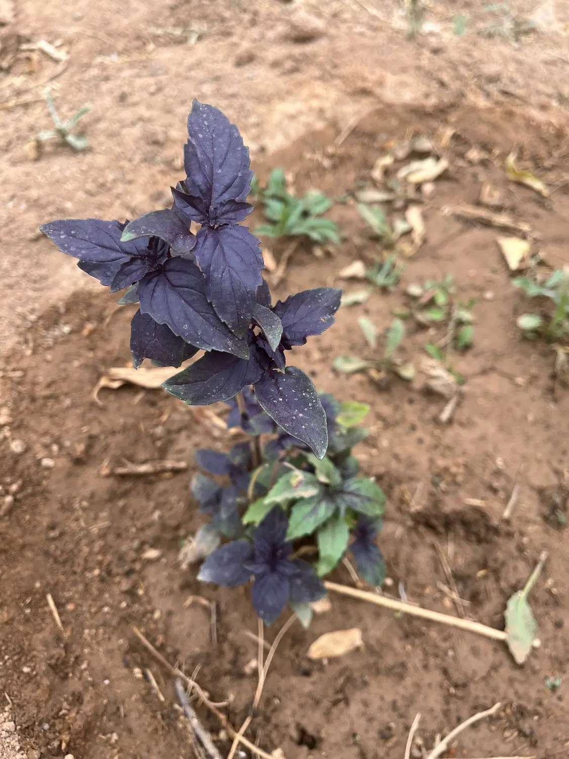 باغی دولت آبادکفه