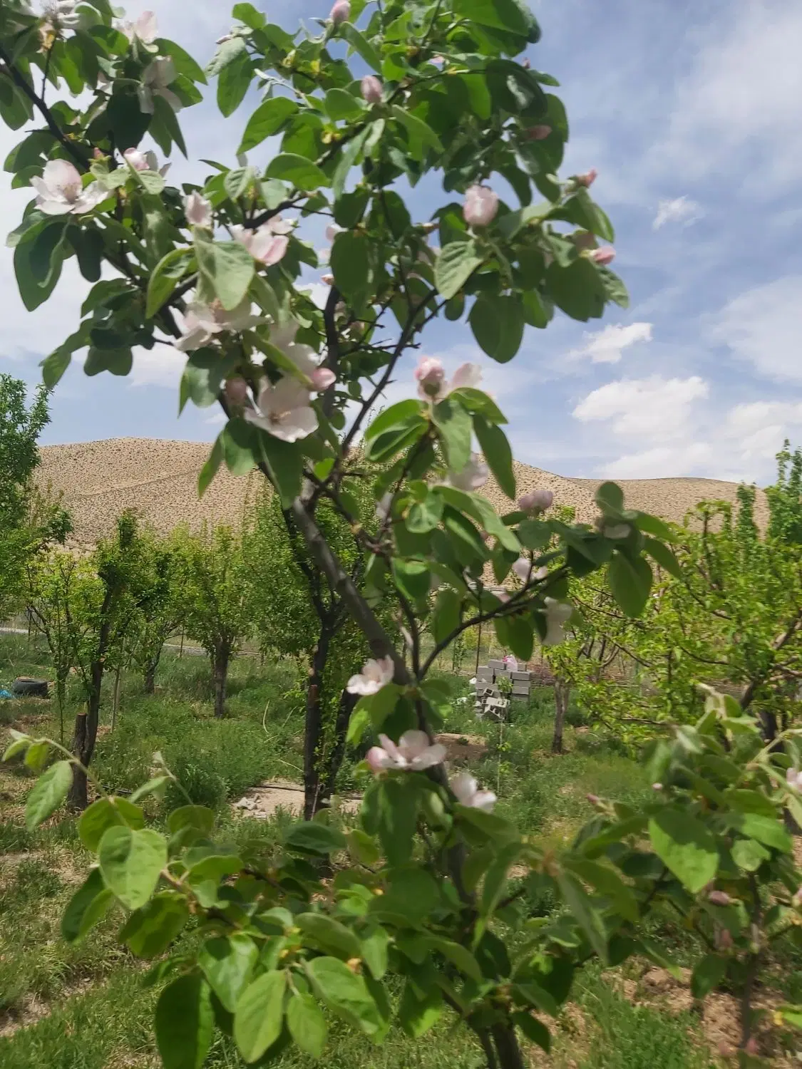 فروش باغ