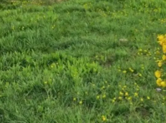زمین کشاورزی  با سند تک برگ رسمی