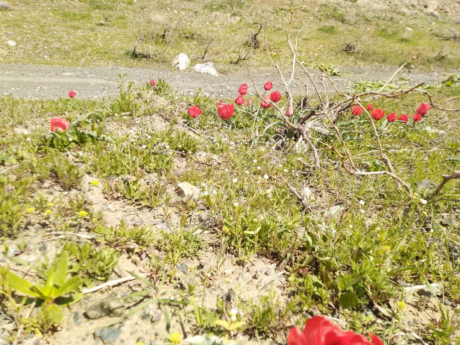57000 متر زمین سند زراعی باغی دربهشت نیشابور