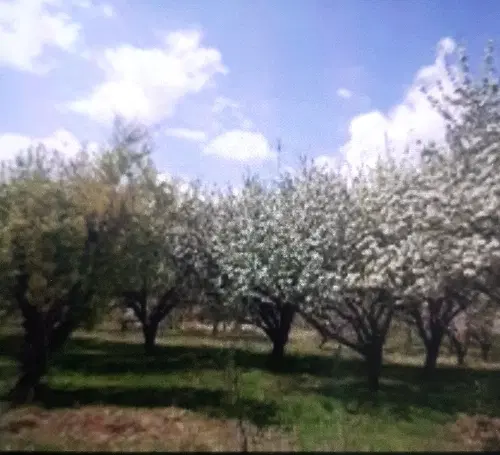 خریدوفروش باغ