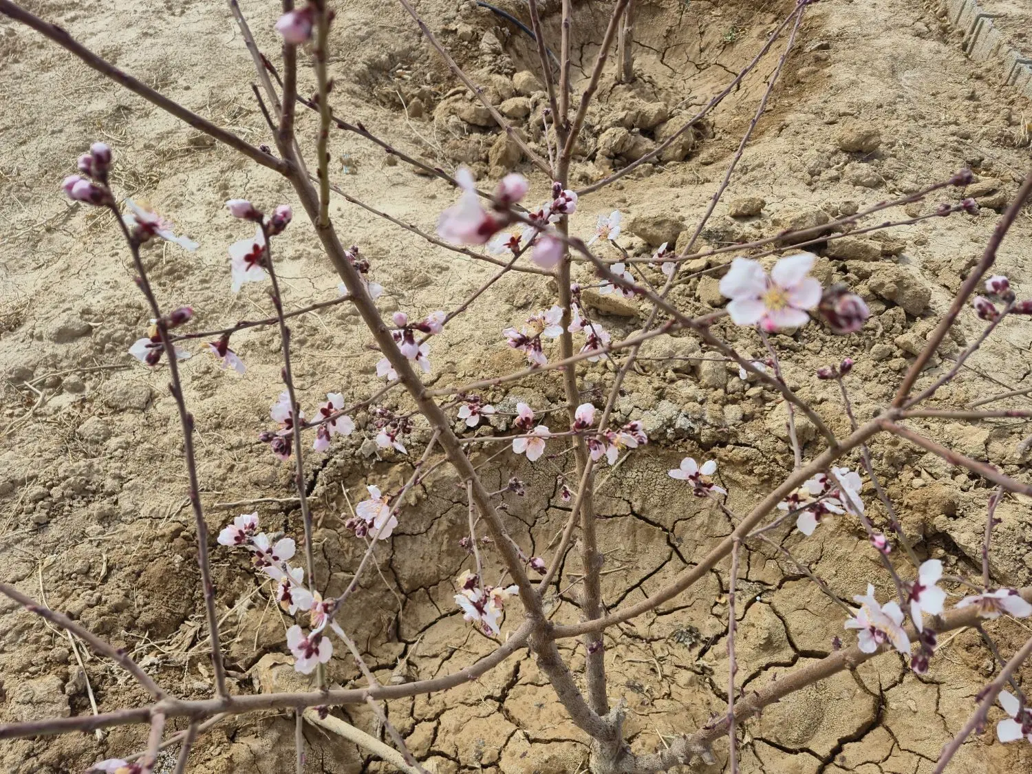 زمین باغی