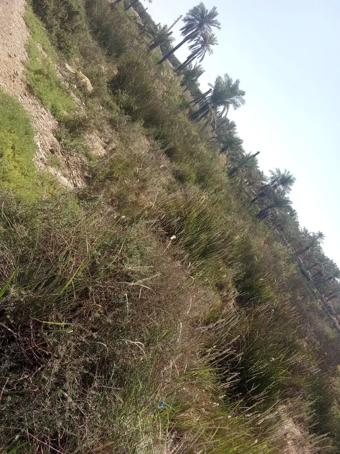 زمین به فروش