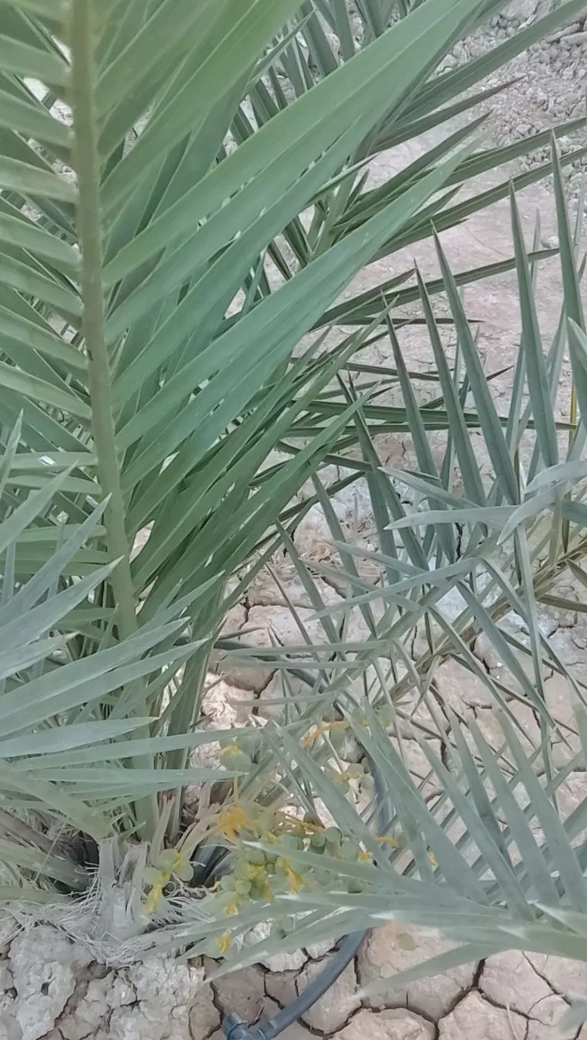 باغ فروشی