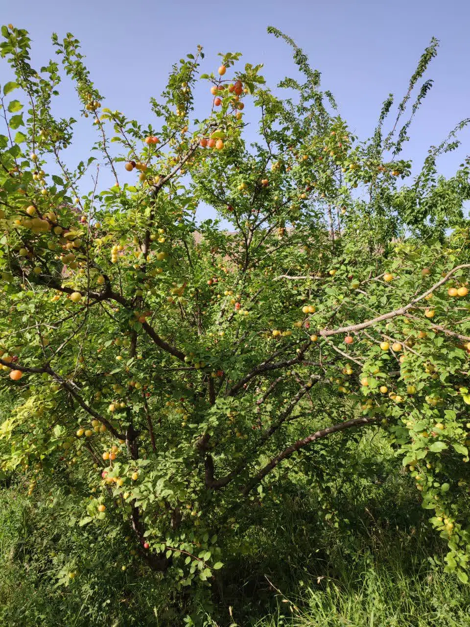 فروش زمین به صورت قسطی