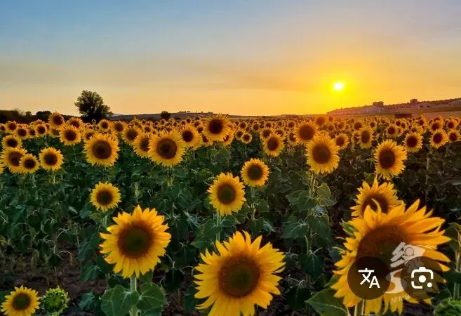 زمین کشاورزی و باغی خوراسگان محله قصر