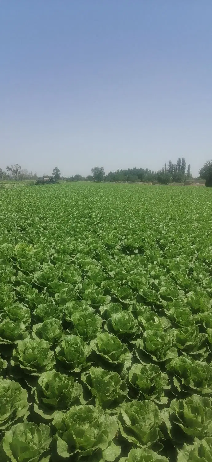 فروش زمین 3000 متری