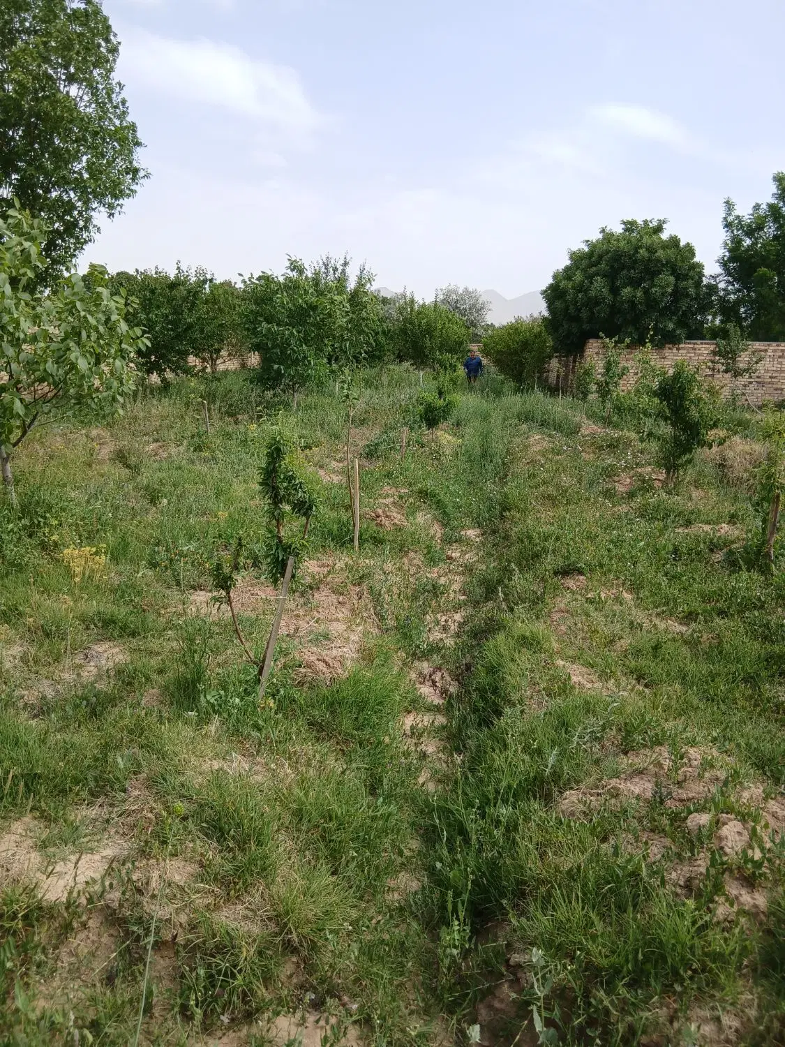 باغ چهار دیواری چقا
