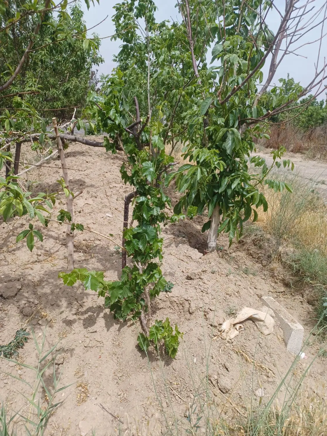 باغچه درپیشک درخیابان خانم عطایی