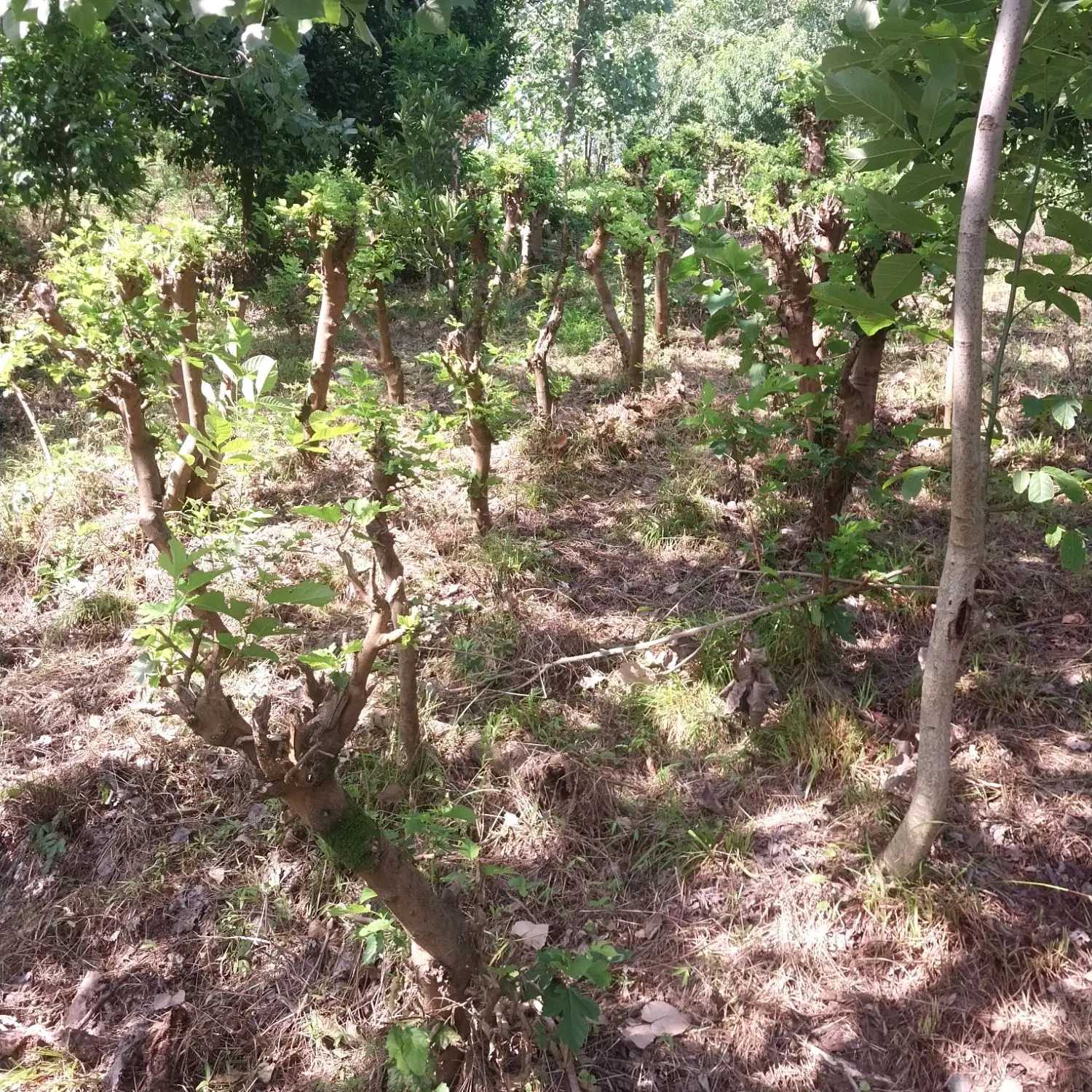 زمین روستای خارج طرح مستسنهات