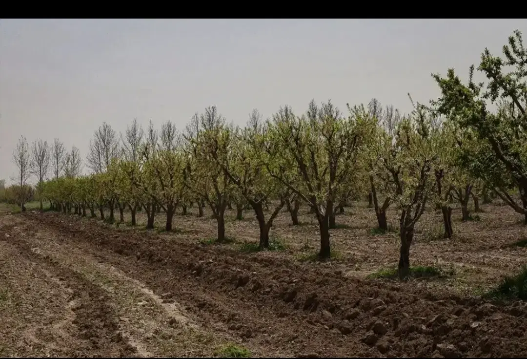 زمین باغی رشید اباد