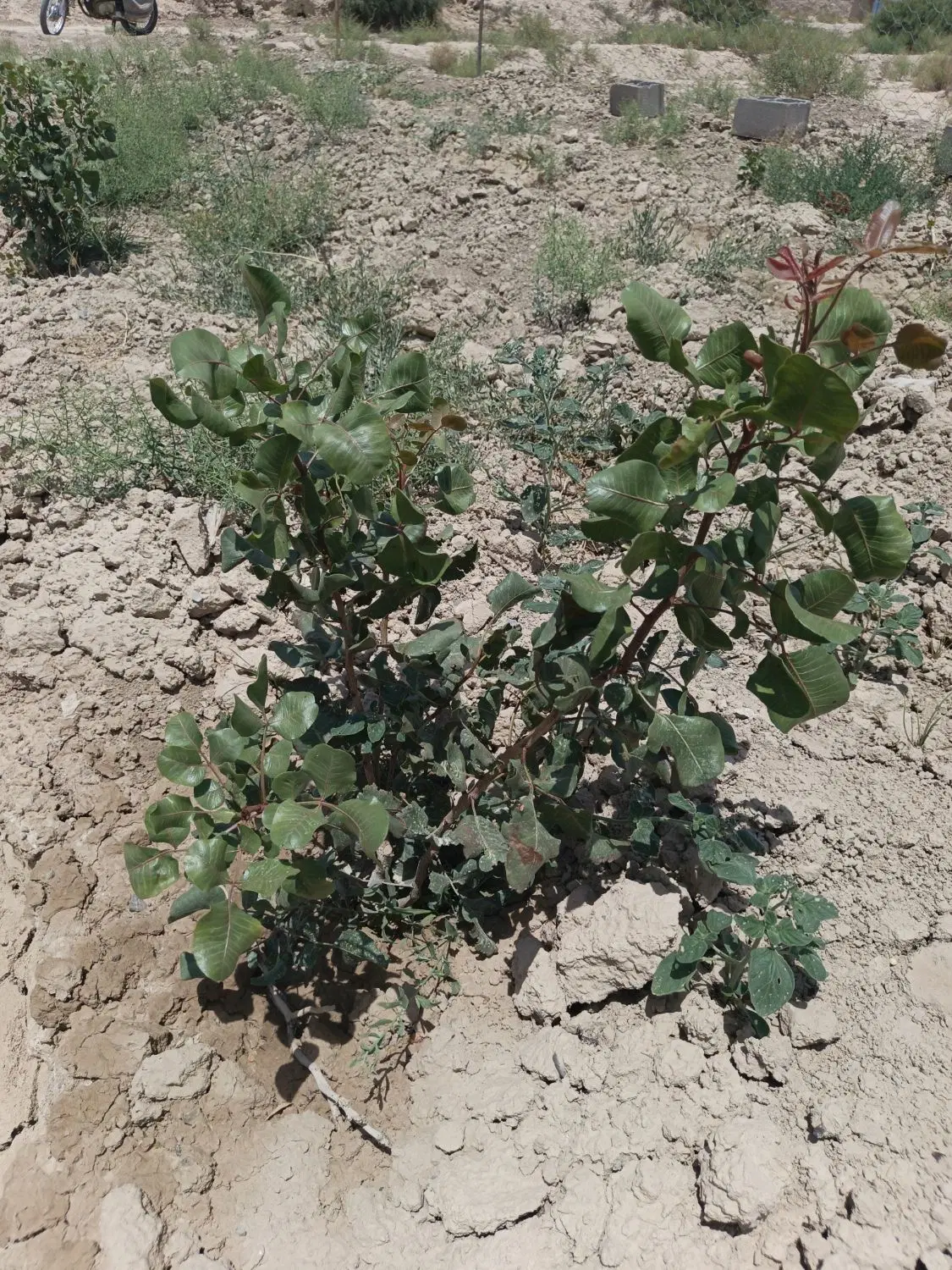 باغ زمین پسته
