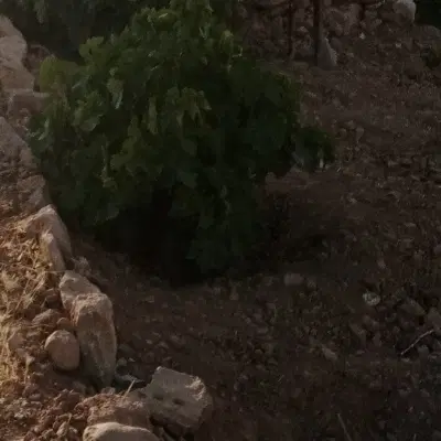 باغچه