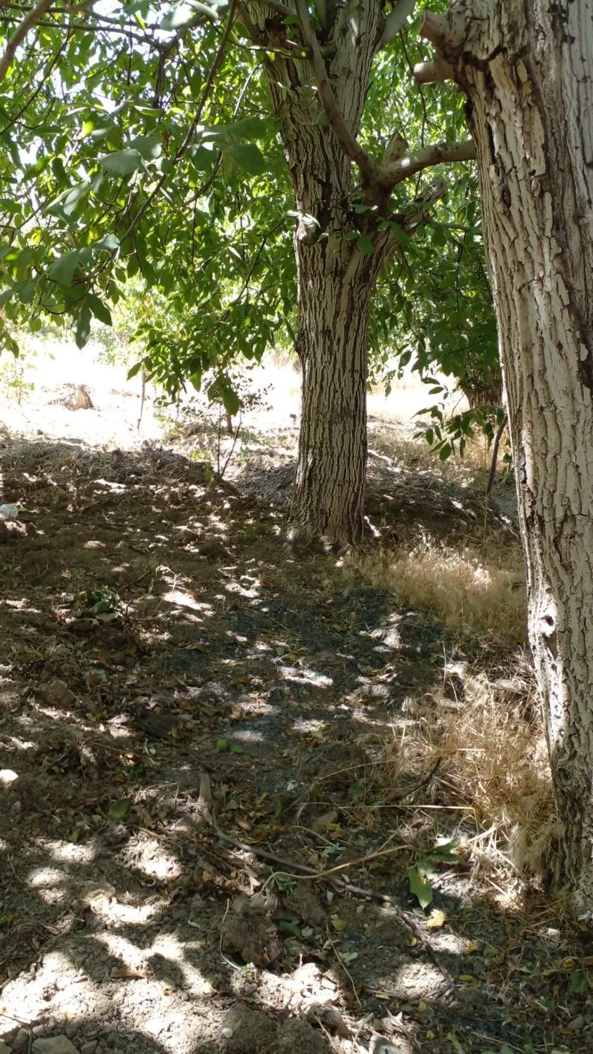 زمین کشاورزی
