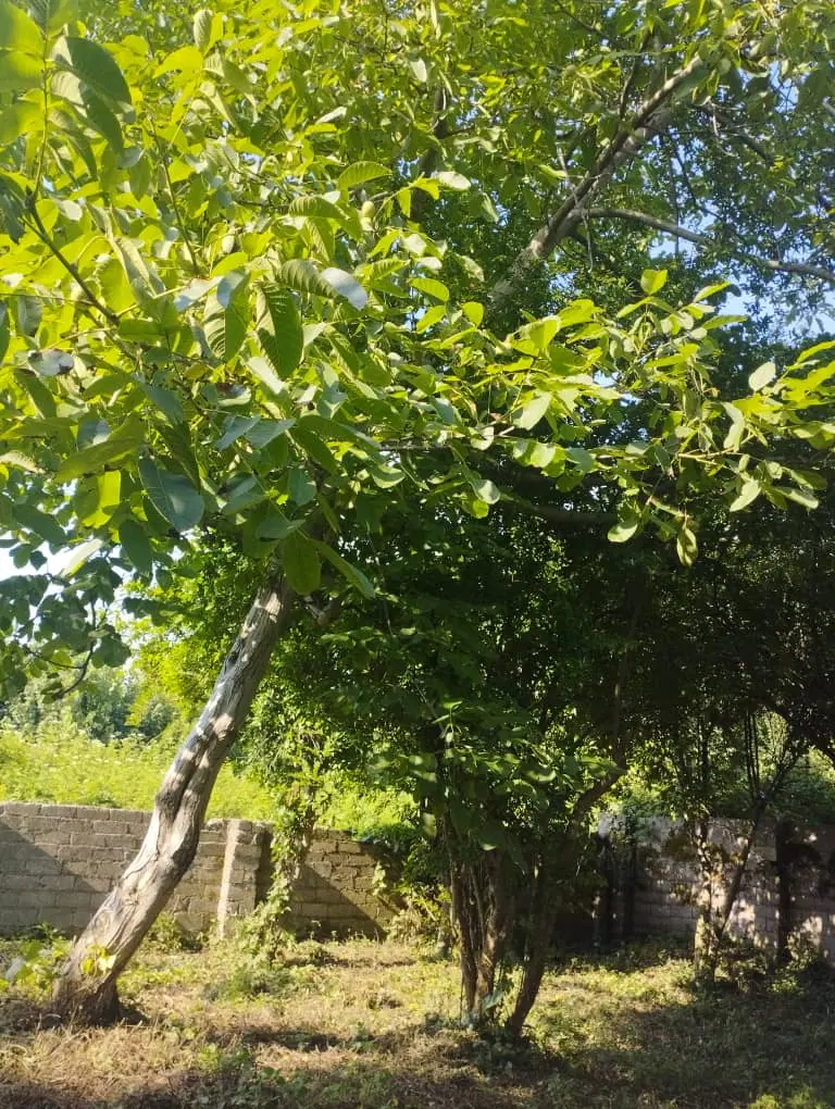 ویلا باغ ۲۰۰۰ متری شخصی