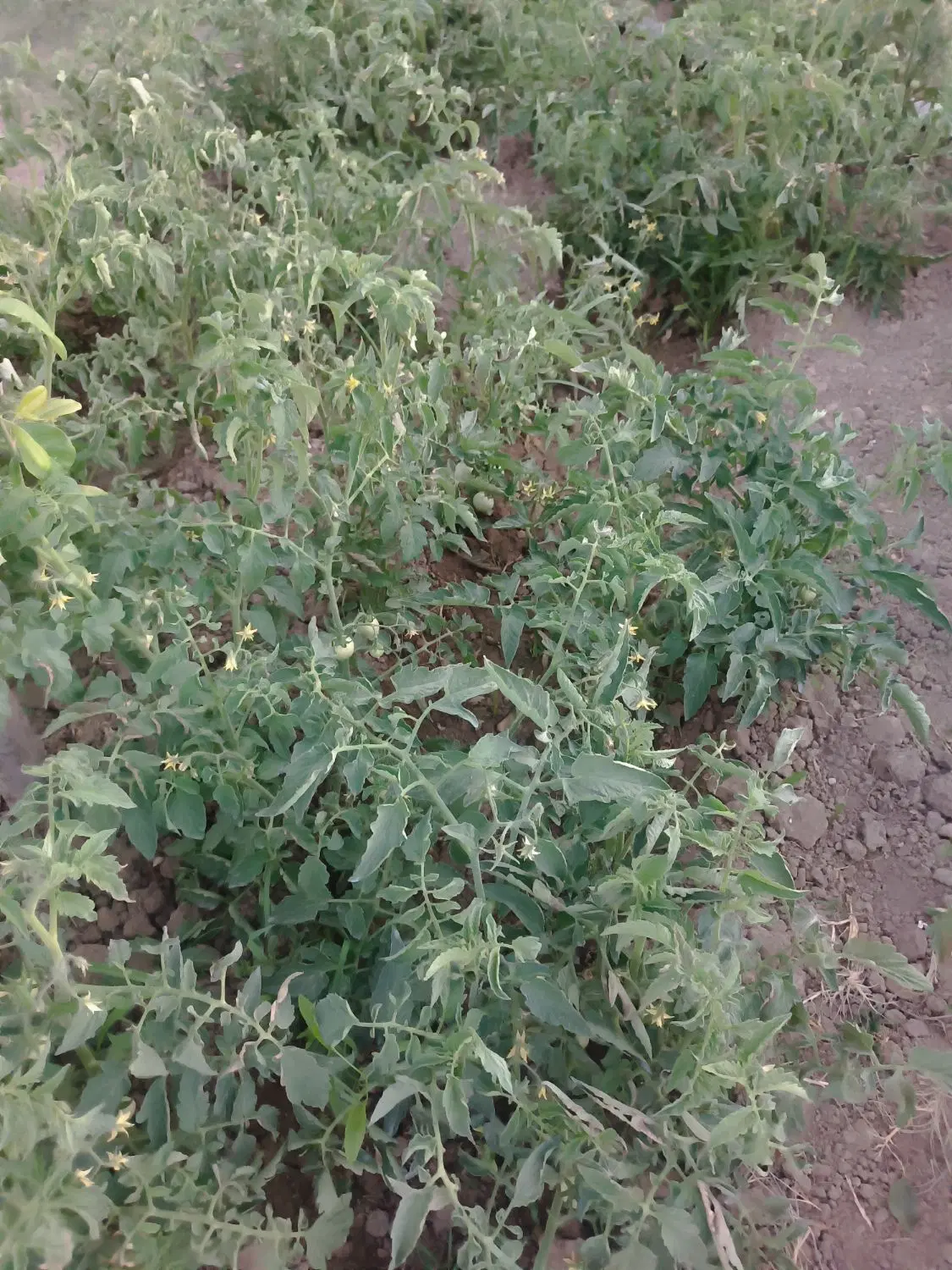 زمین در محدوده ساخت و ساز مسکونی در کوی سوگلی تپه