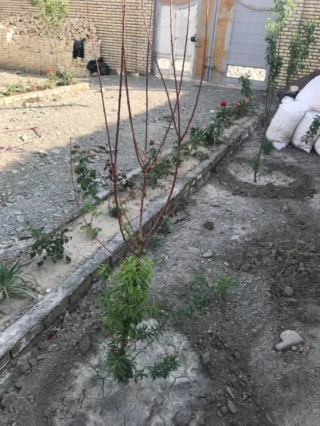 فروش زمین در شهرک پرستو شاندیز