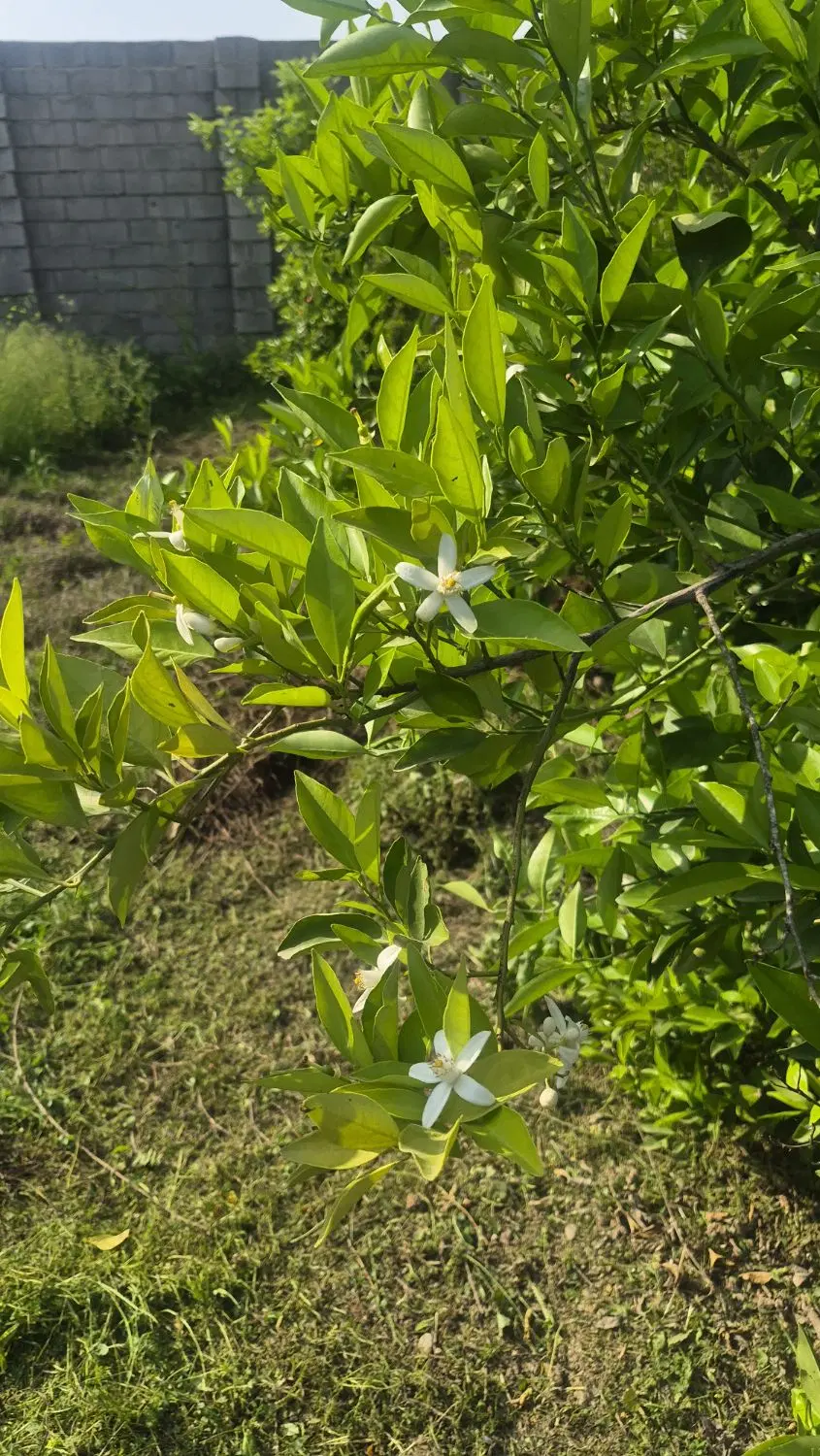 فروش باغچه ۶۰۰ متری دزفول