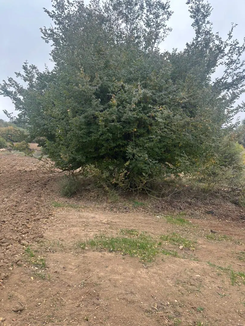 زمین باغی  ۸۱۰۰متر متری ۶۰۰هزار تومن