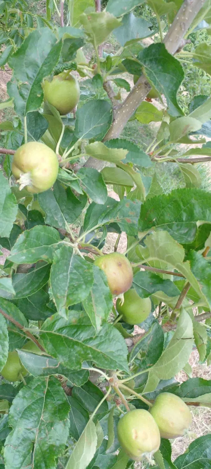 فروش باغ شهر ترک روستای حاج همتلو