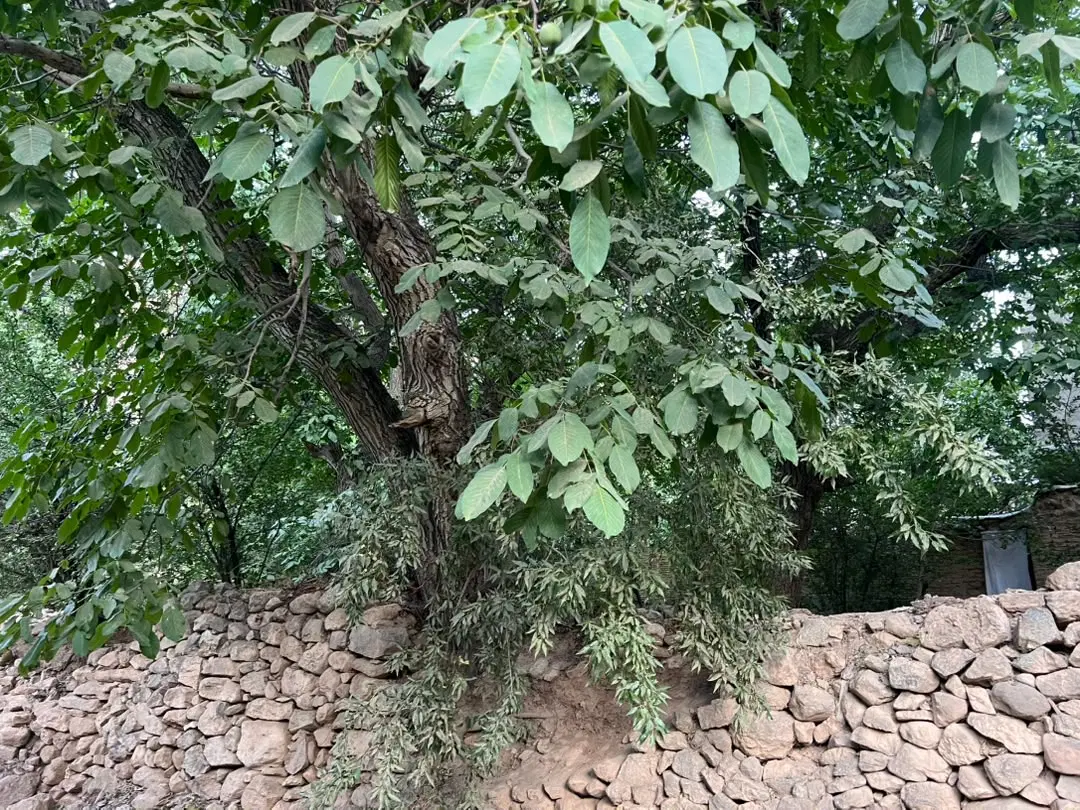 باغ فروشی ۲۰۰متری ده بالا