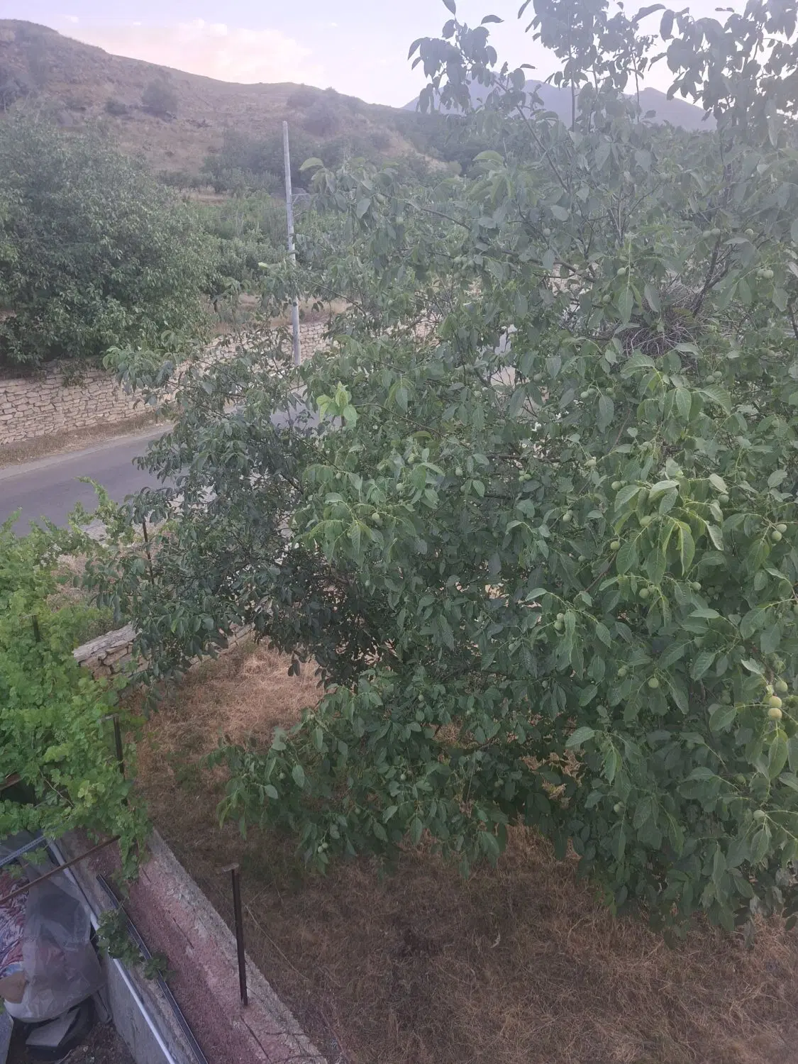 فروش زمین باغی